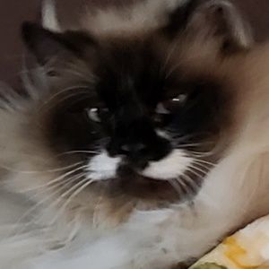 Meet your Posher, Kim